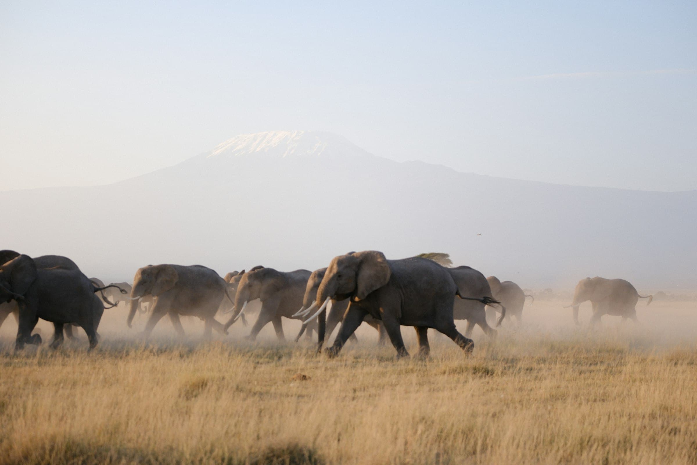 Amboseli