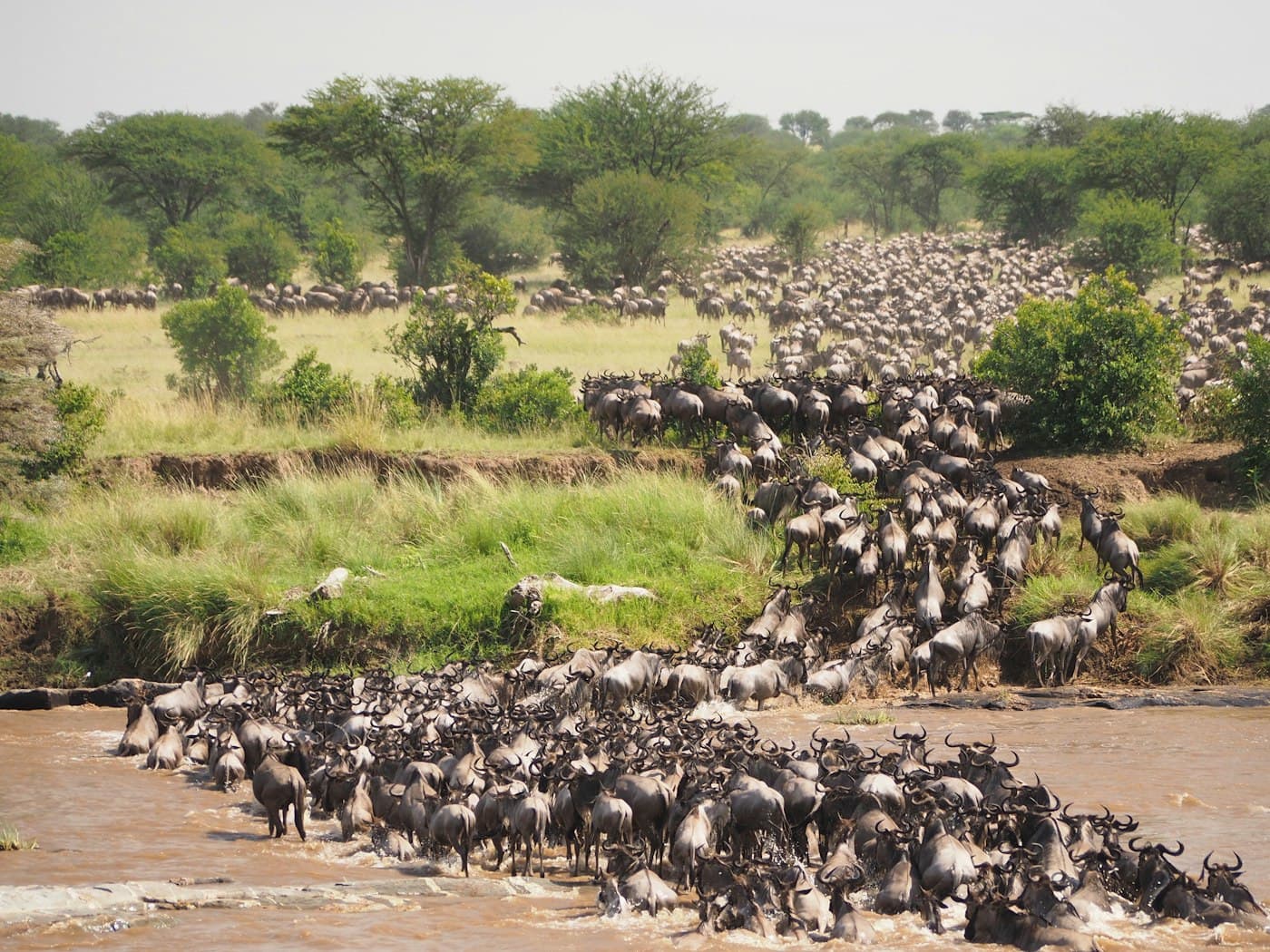 Wildebeest herd crossing a muddy river in the Maasai Mara
