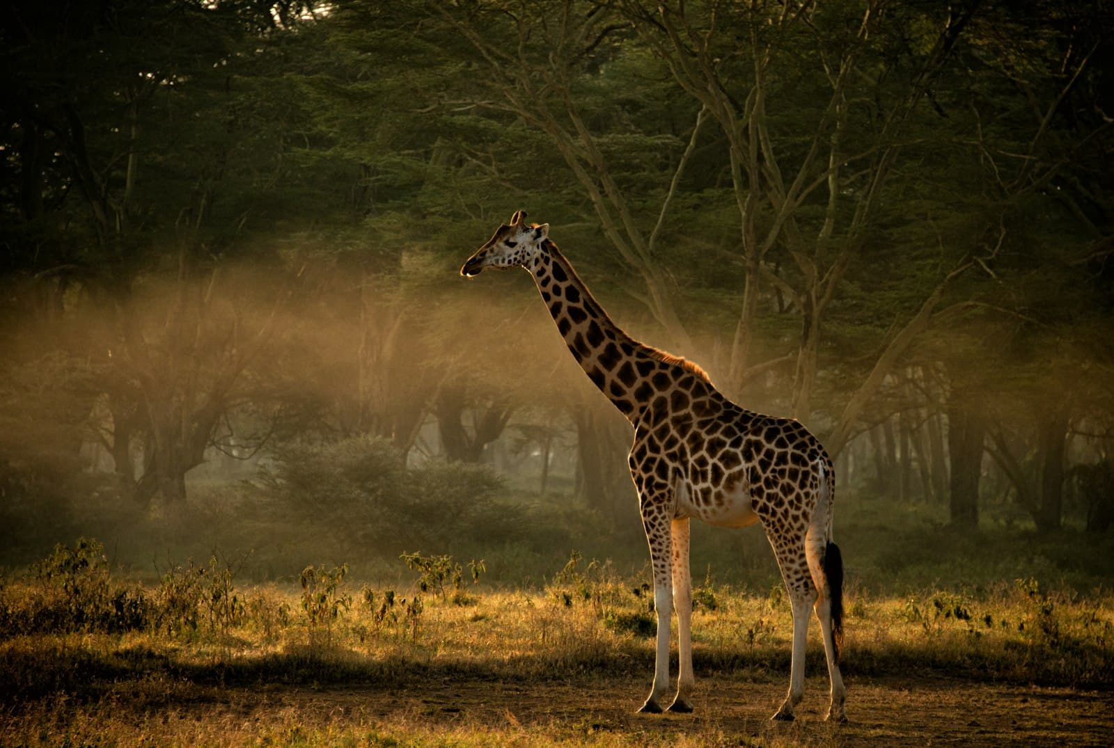 Reticulated giraffe standing in golden light among trees