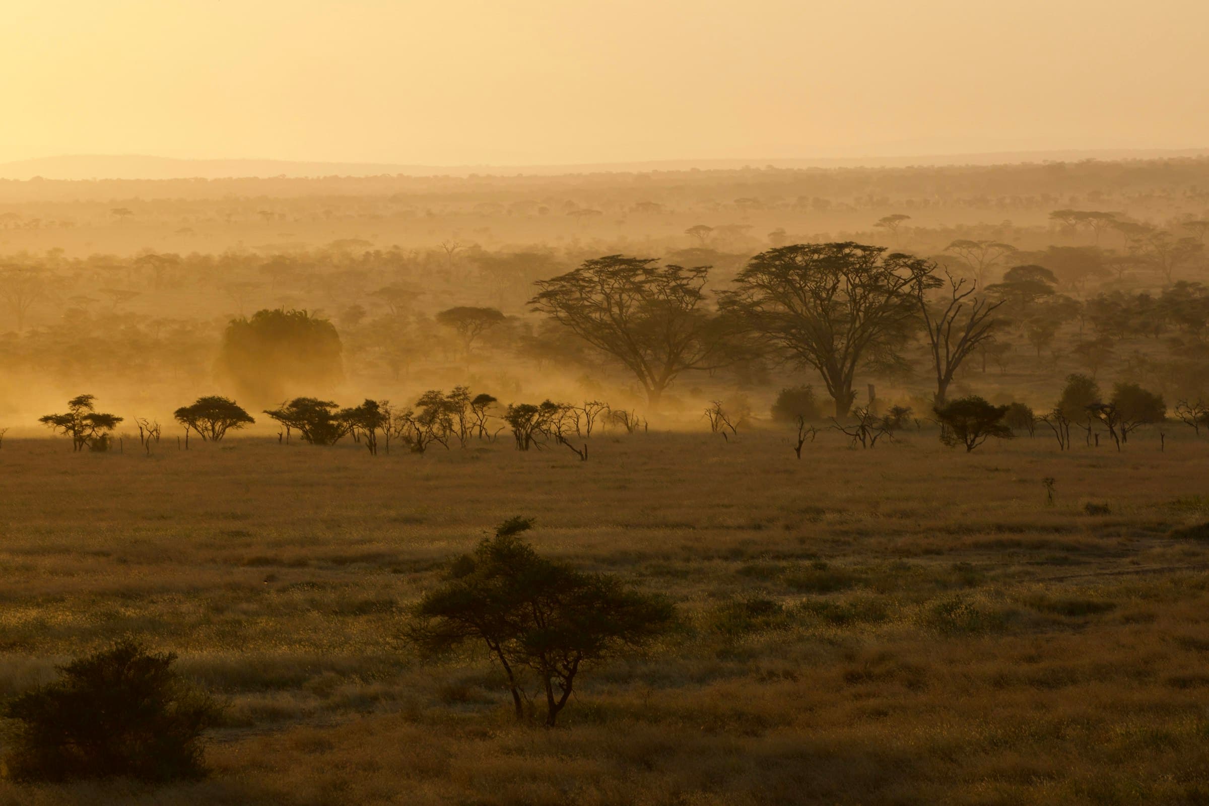 Morning mist over the Kenyan savanna