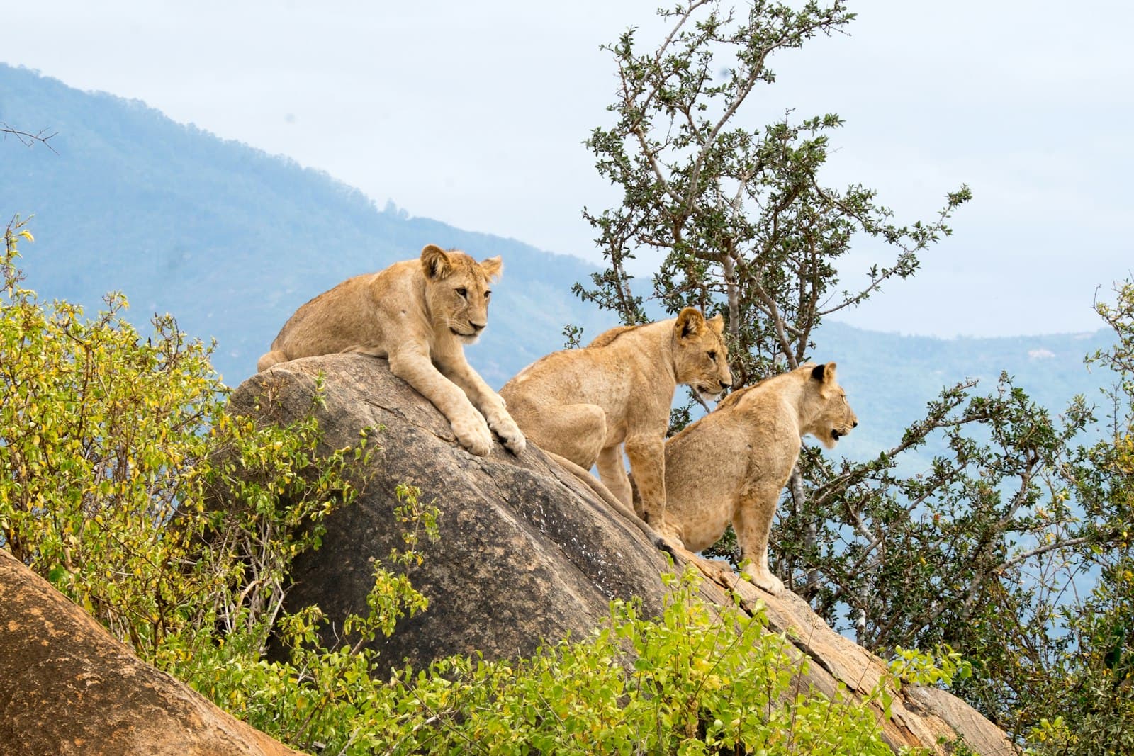 Tsavo East & West